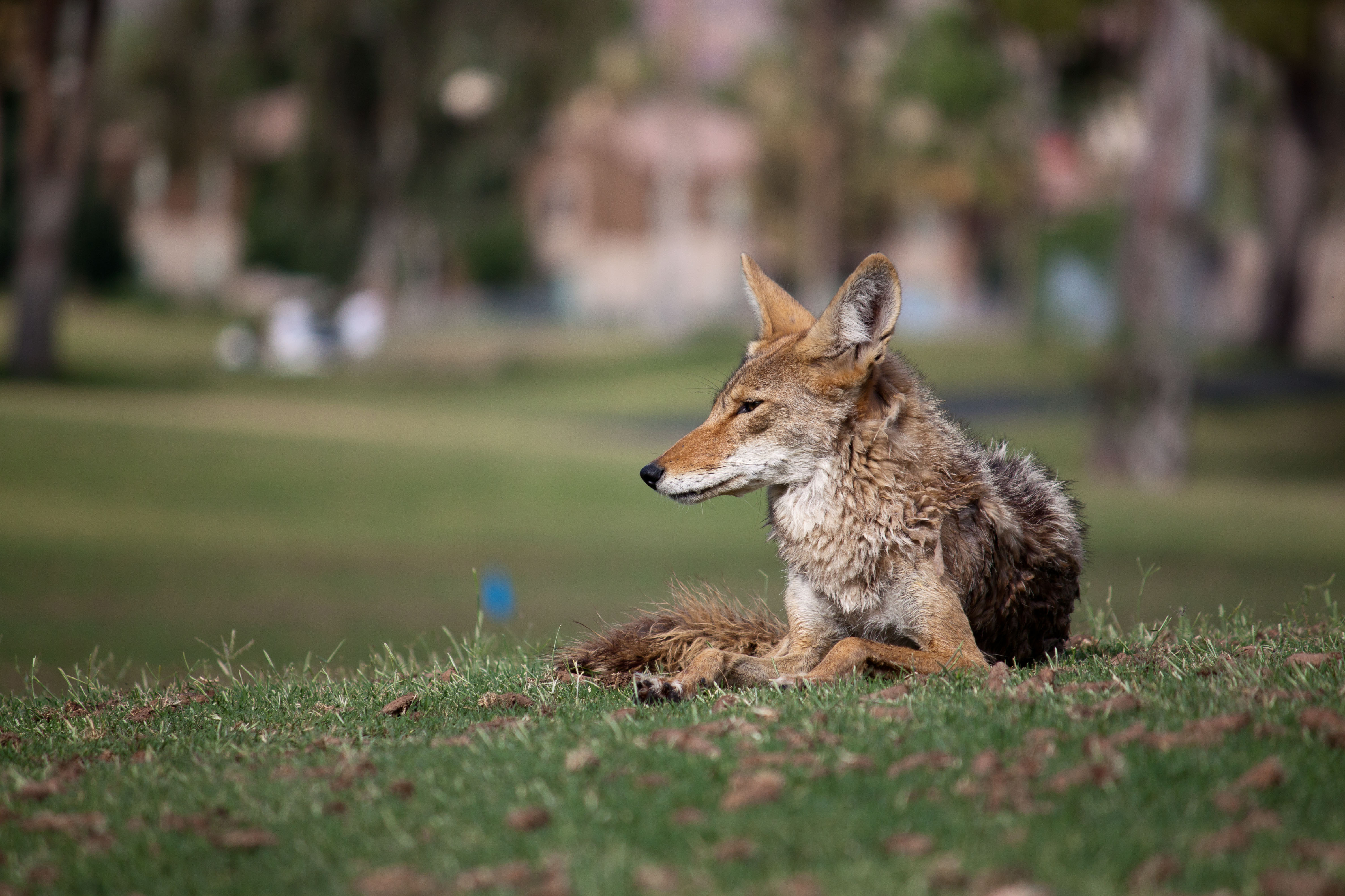 Coyote Fears - Adaptive Survivors Learning to Coexist (image credits: wikimedia)
