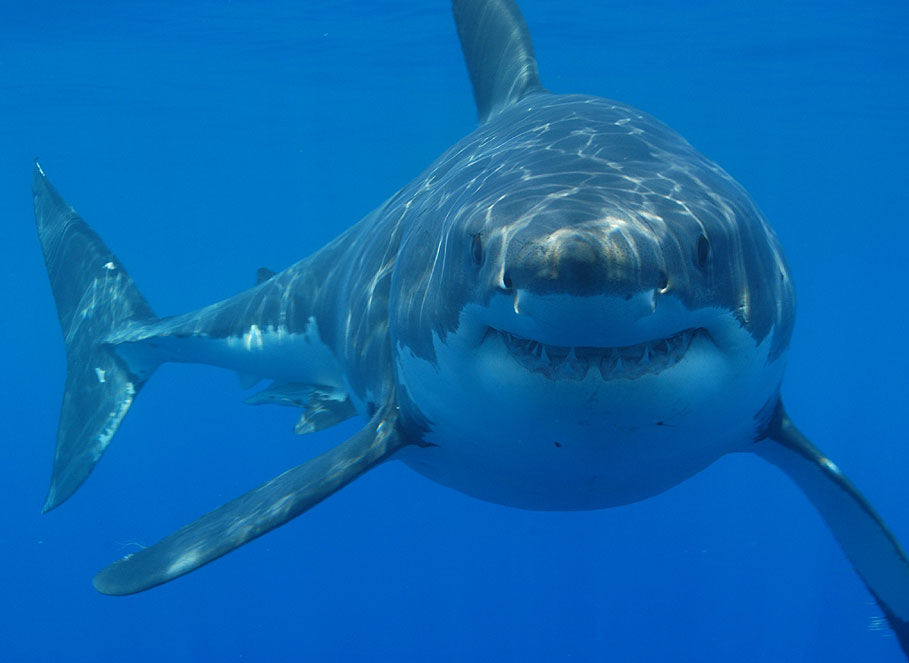 Martha's Vineyard - The Shark-Infested Waters from Jaws (image credits: Great White Shark Cage Diving, CC BY 2.0, https://commons.wikimedia.org/w/index.php?curid=7889952)