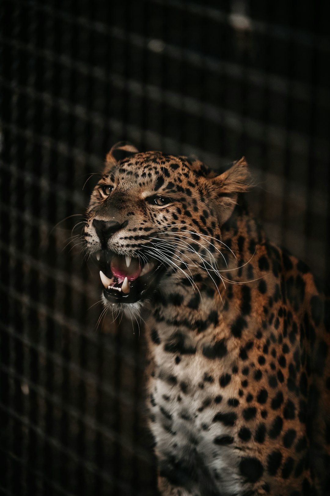 Big Cats Choose Flight Over Fight (image credits: unsplash)