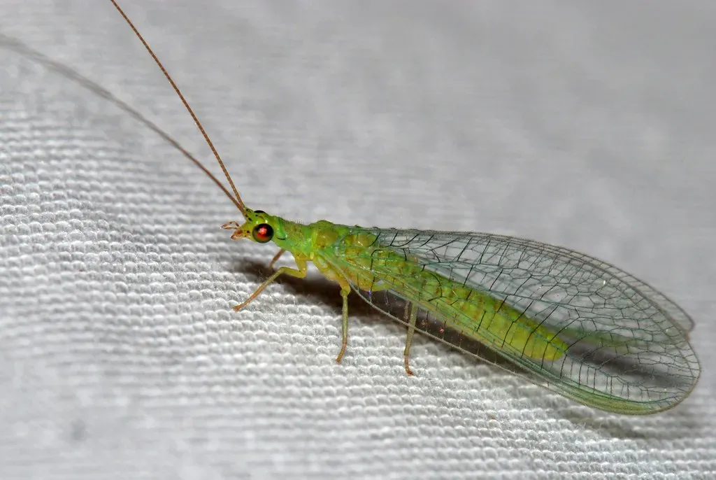 7. The Green Lacewing (jeans_Photos, Flickr, CC BY 2.0)