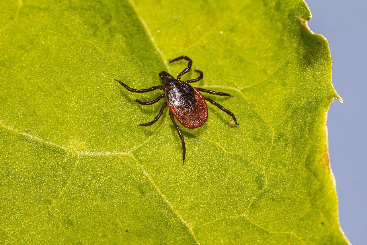 9. The Deer Tick - The Invisible Threat in the Grass (Image Credits: Pixabay)