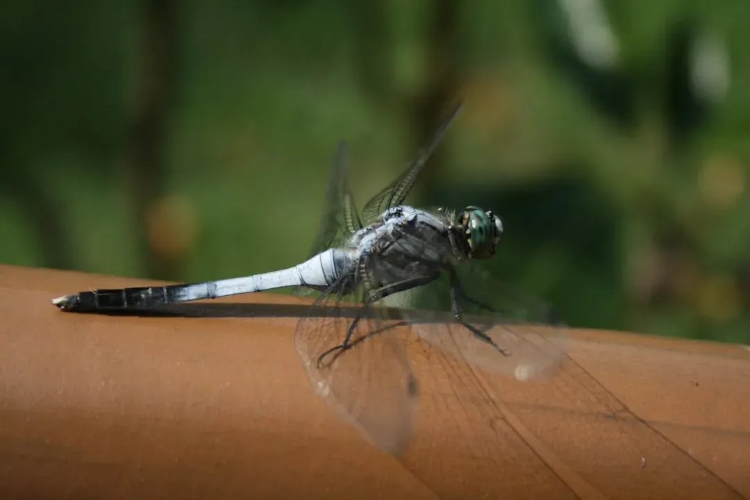 10. The Dragonfly (Image Credits: Unsplash)