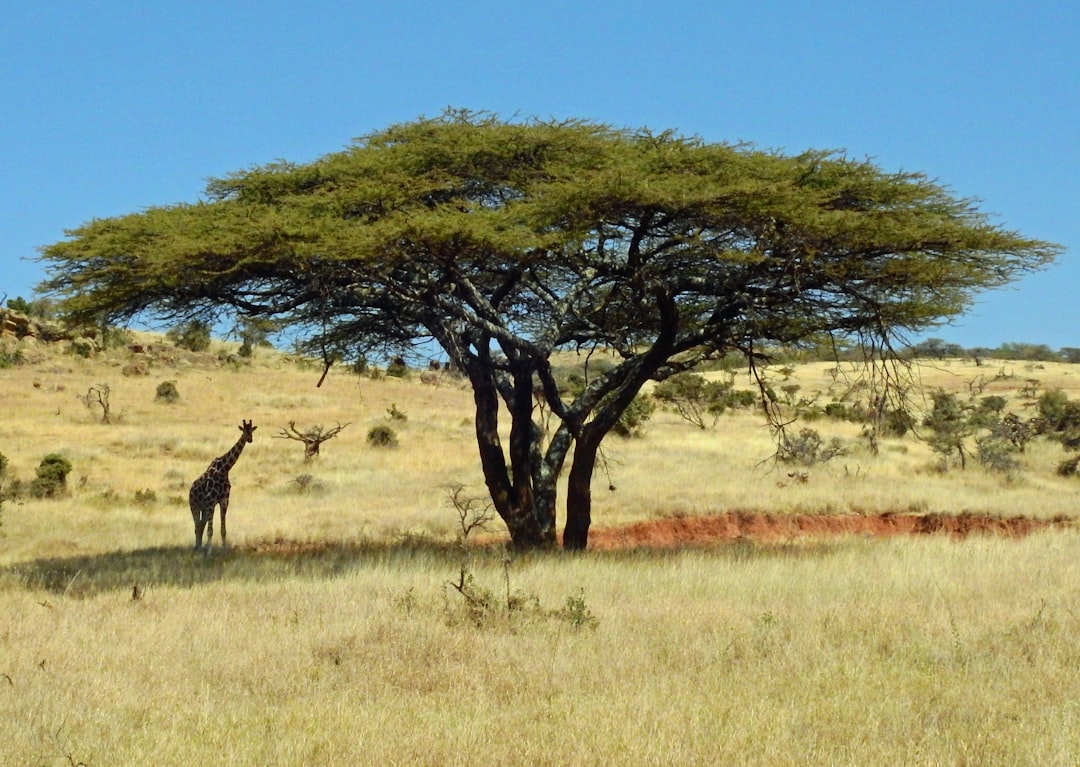 The African Savanna's Greatest Terror Isn't Lions (image credits: unsplash)