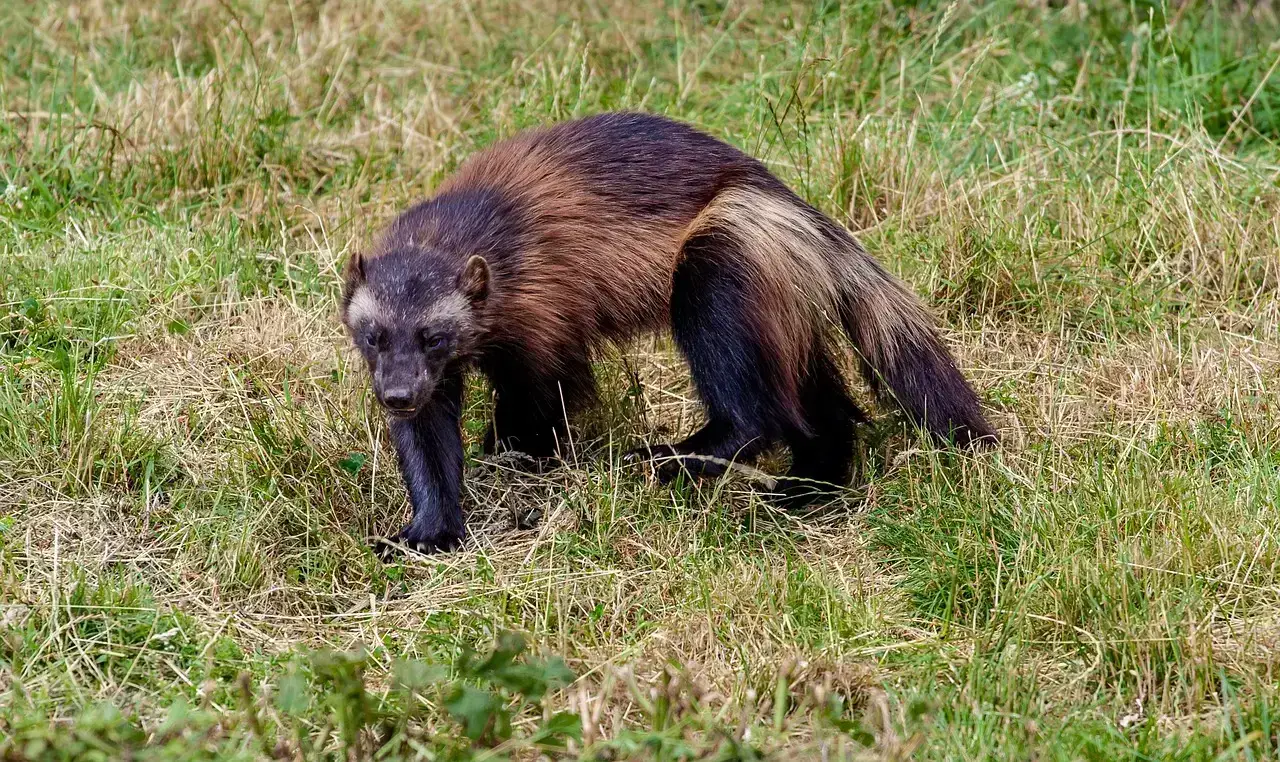 The Wolverine's Vanishing Act (Image Credits: Unsplash)