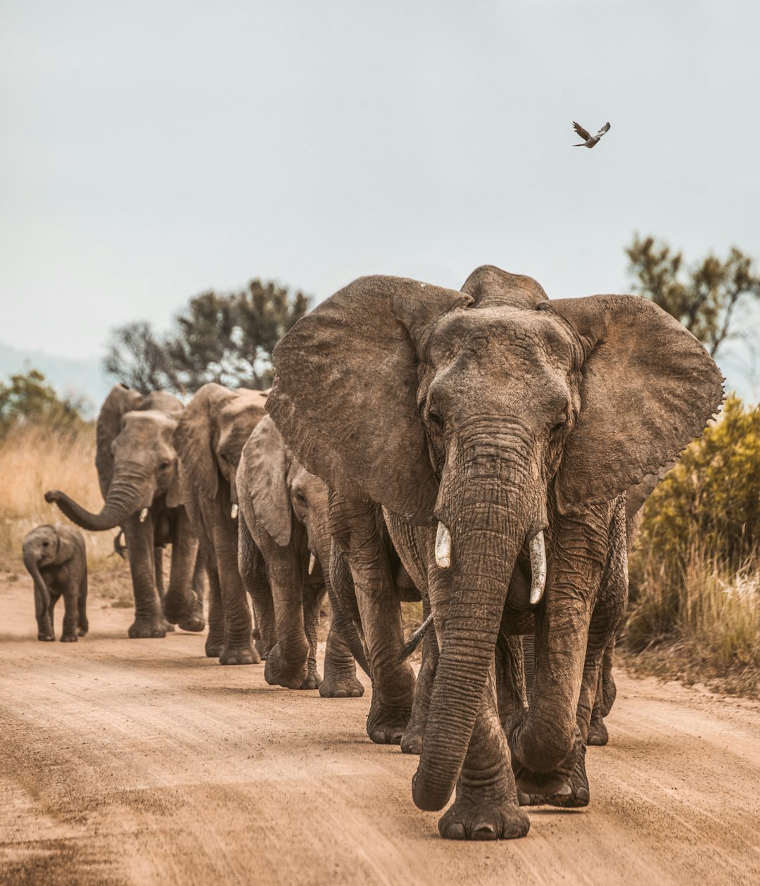 Elephants Remember Human Danger (image credits: unsplash)