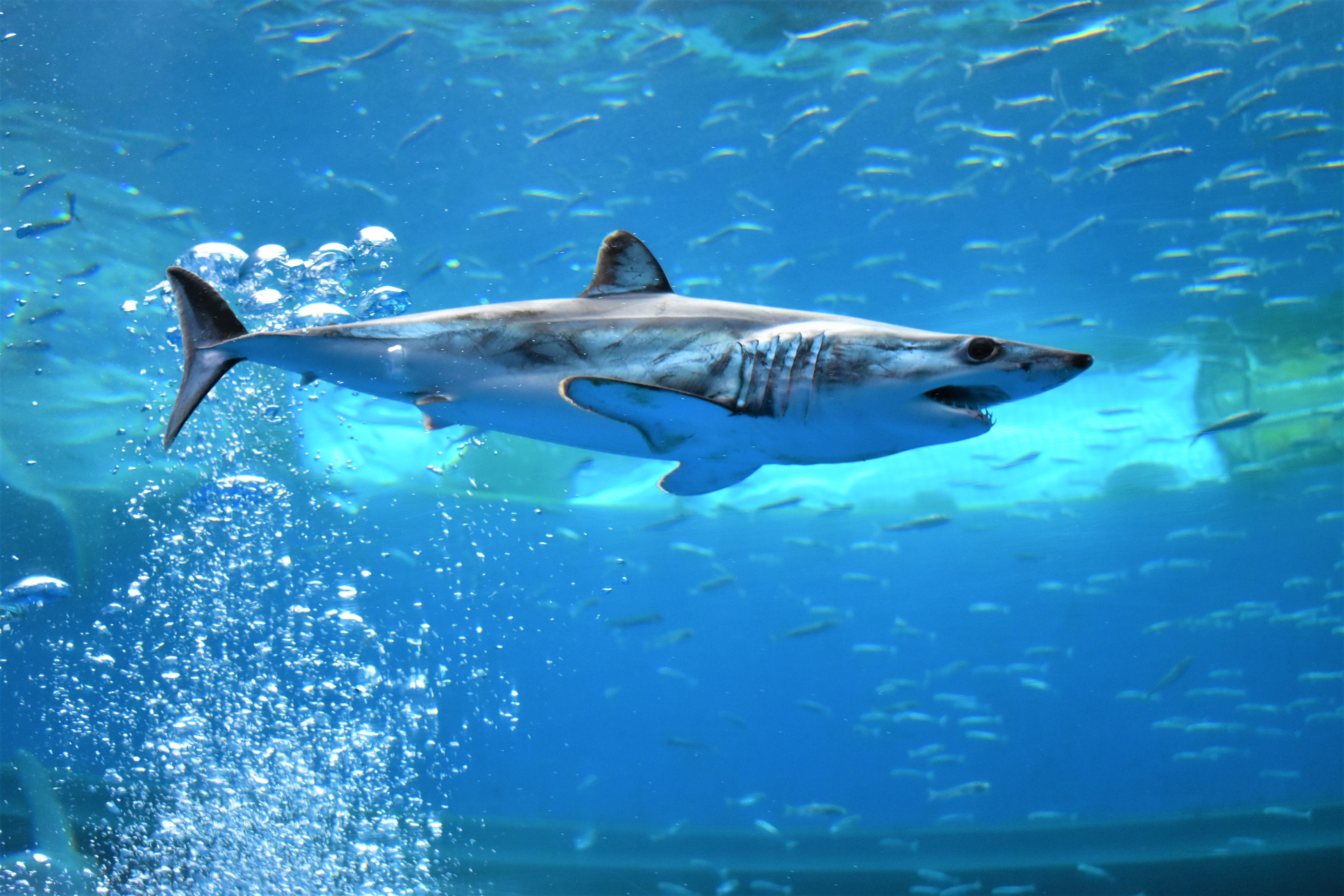 All Sharks Must Keep Swimming or They Die (image credits: wikimedia)