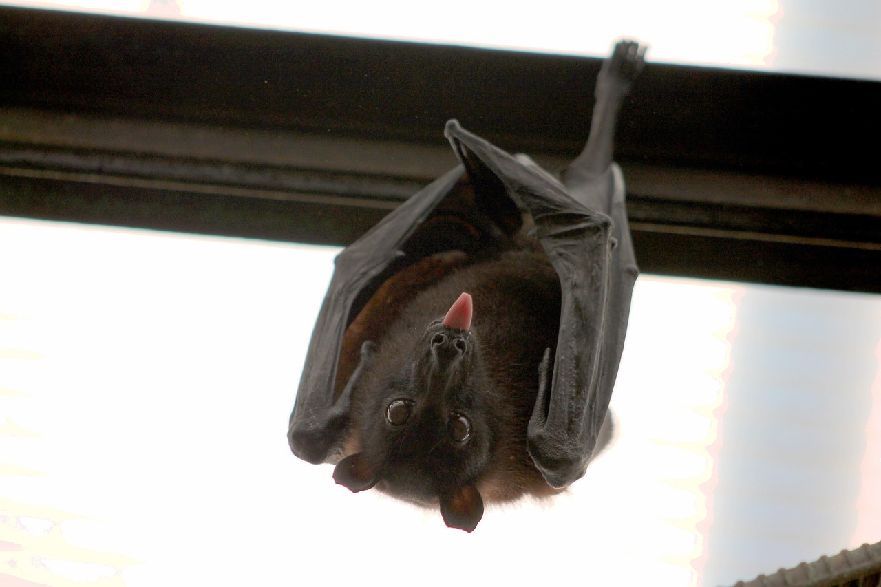 Vampire Bat Terror - Tiny Healers Helping Humanity (image credits: pixabay)