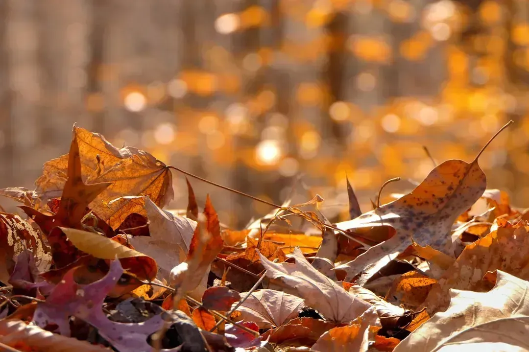 6. Raking Up and Removing Every Fallen Leaf (Image Credits: Unsplash)