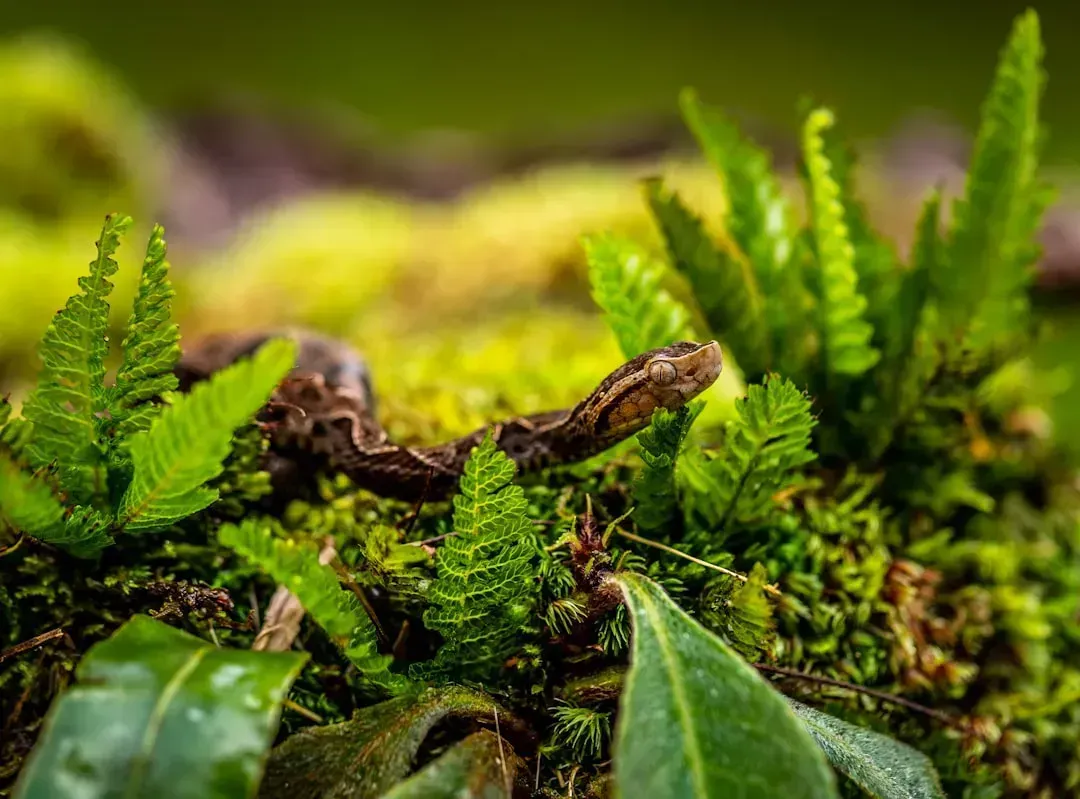 7. The Fer-de-Lance Snake (Image Credits: Unsplash)