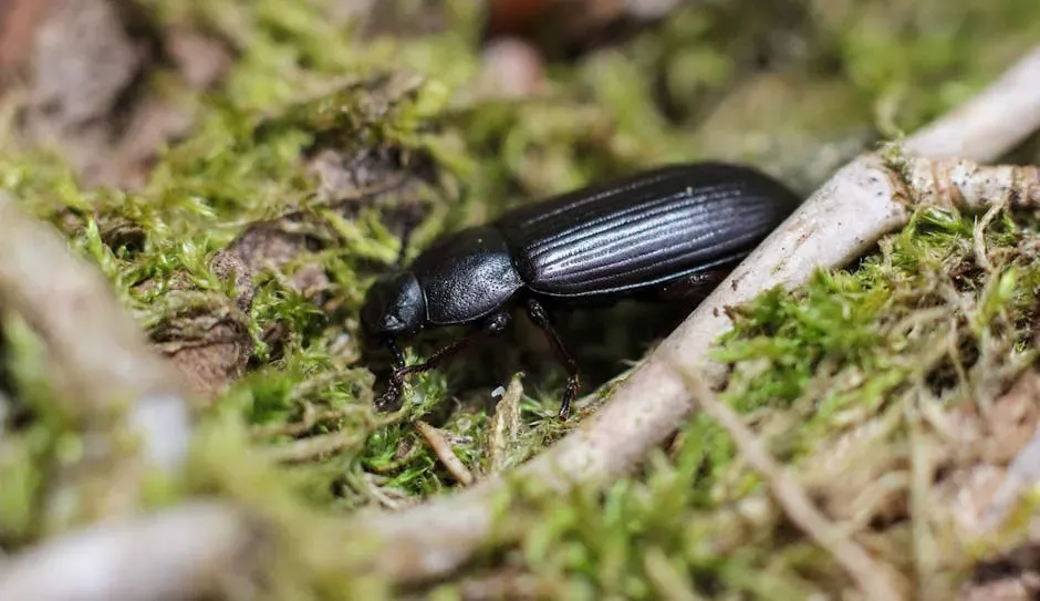 8. The Ground Beetle (Image Credits: Pexels)