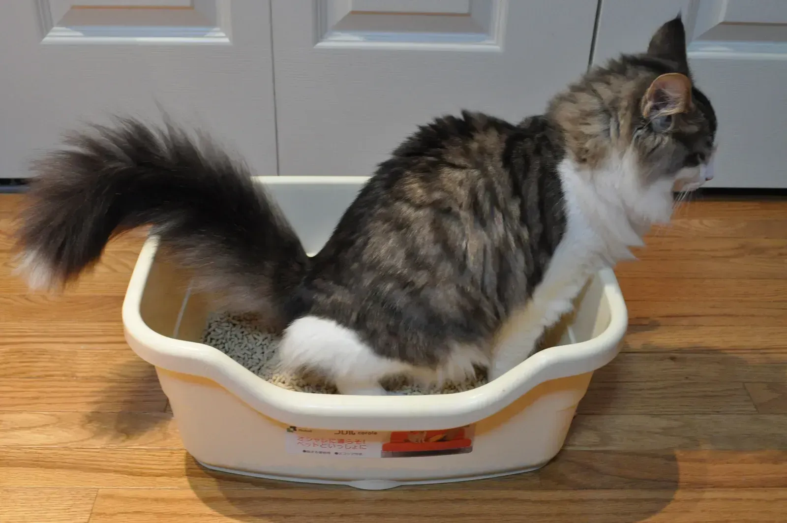 6. Cat Litter &ndash; Parasites and Pipe Concrete (By Ocdp, CC BY-SA 3.0)