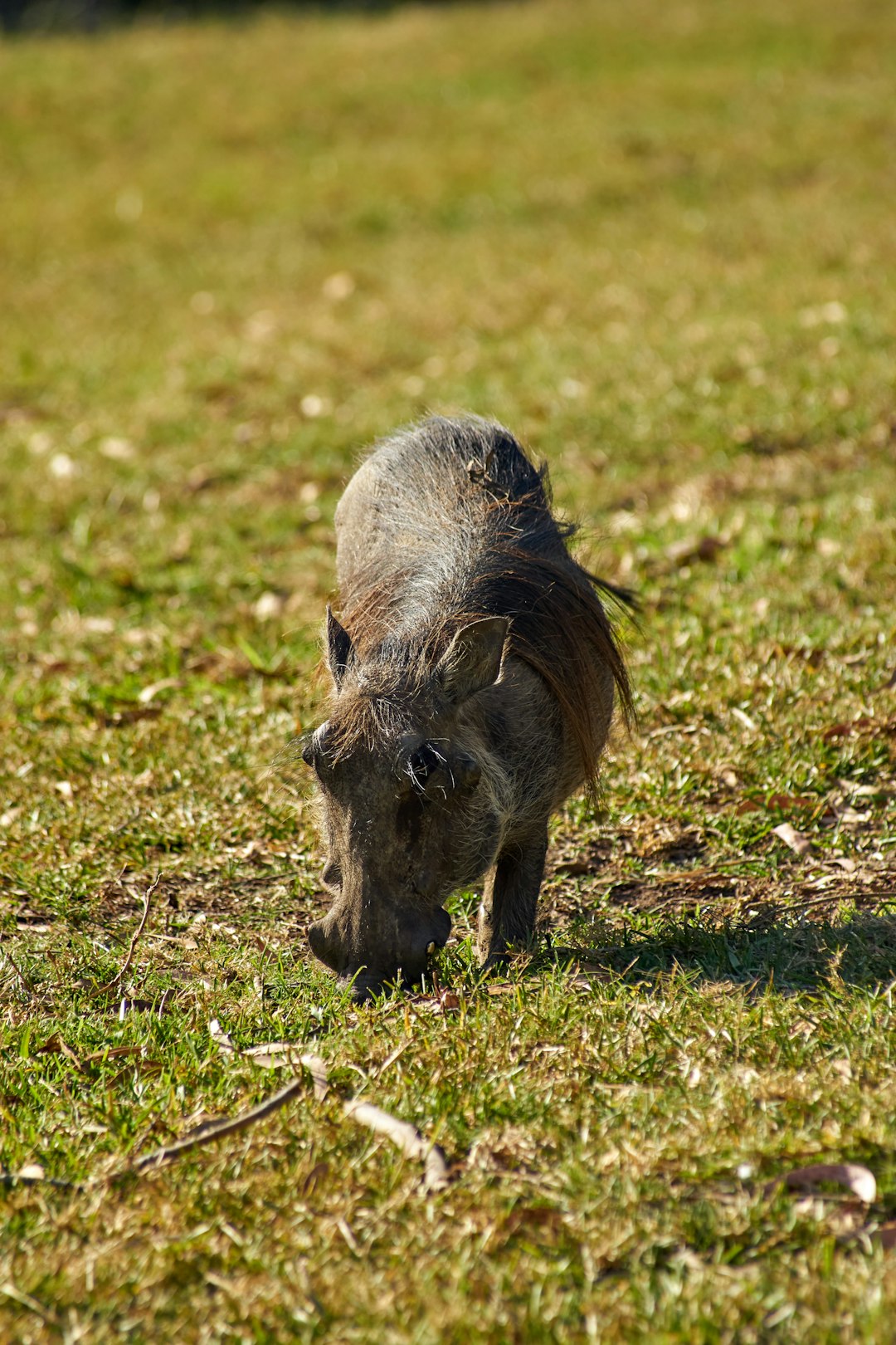 Wild Boar - The Surprisingly Fast Forest Bulldozers (Image Credits: MISSING SOURCE)