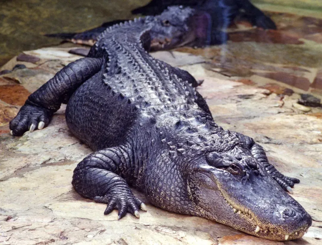 8. The Black Caiman (Image Credits: Unsplash)