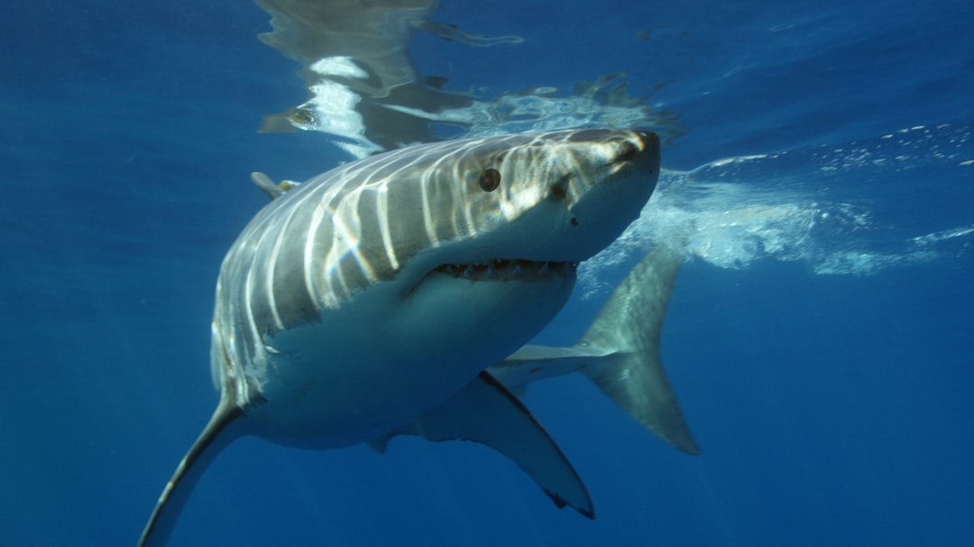 Great White Sharks - Ocean Predators on Life Support (image credits: unsplash)