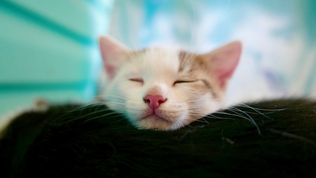 Animals Have the Most Bizarre Sleep Patterns on Earth (image credits: unsplash)