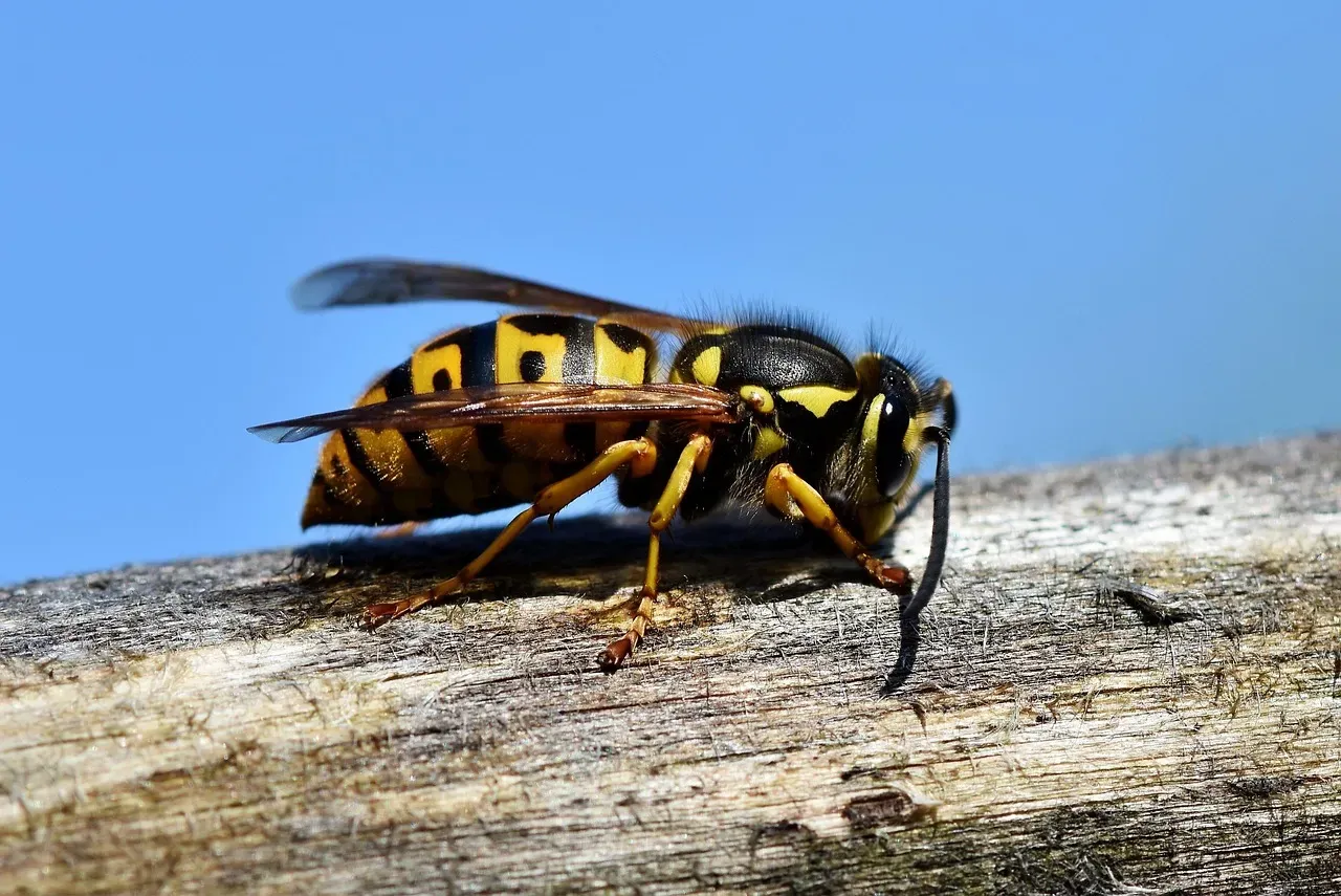 1. The Wasp (Image Credits: Pixabay)