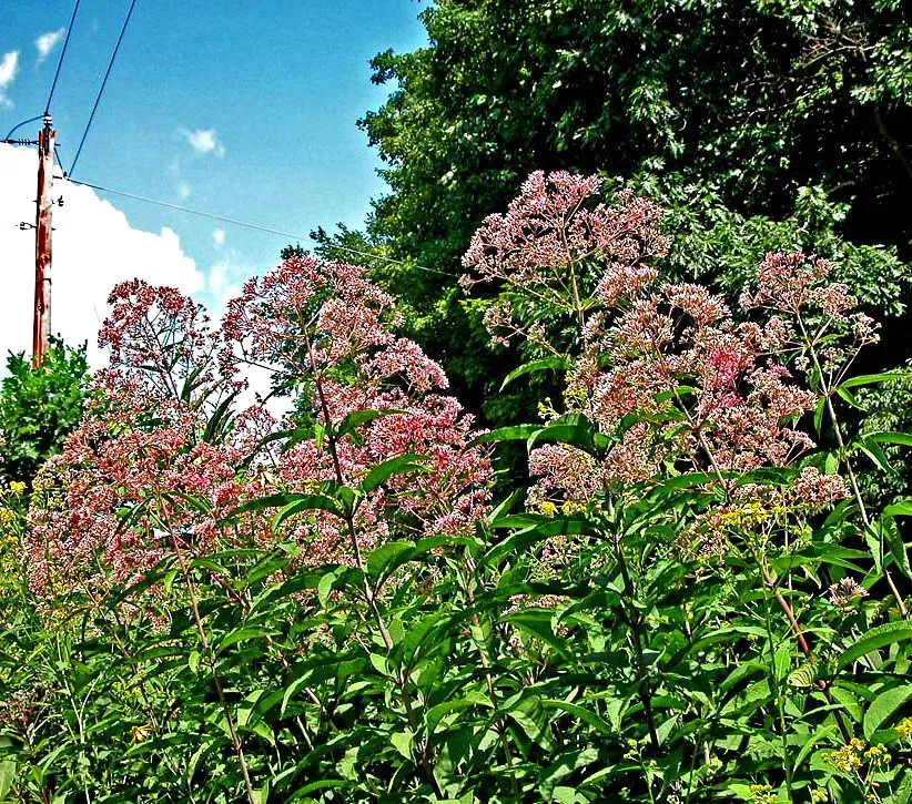 8. Joe-Pye Weed (Eutrochium purpureum) (dok1, Flickr, CC BY 2.0)
