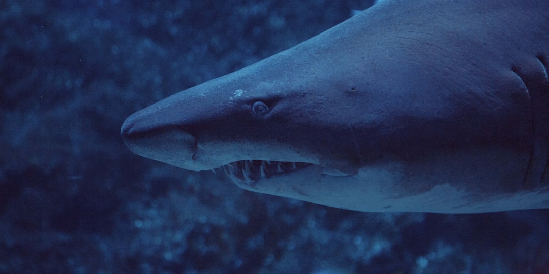 Sharks Can Smell a Drop of Blood from Miles Away (image credits: unsplash)