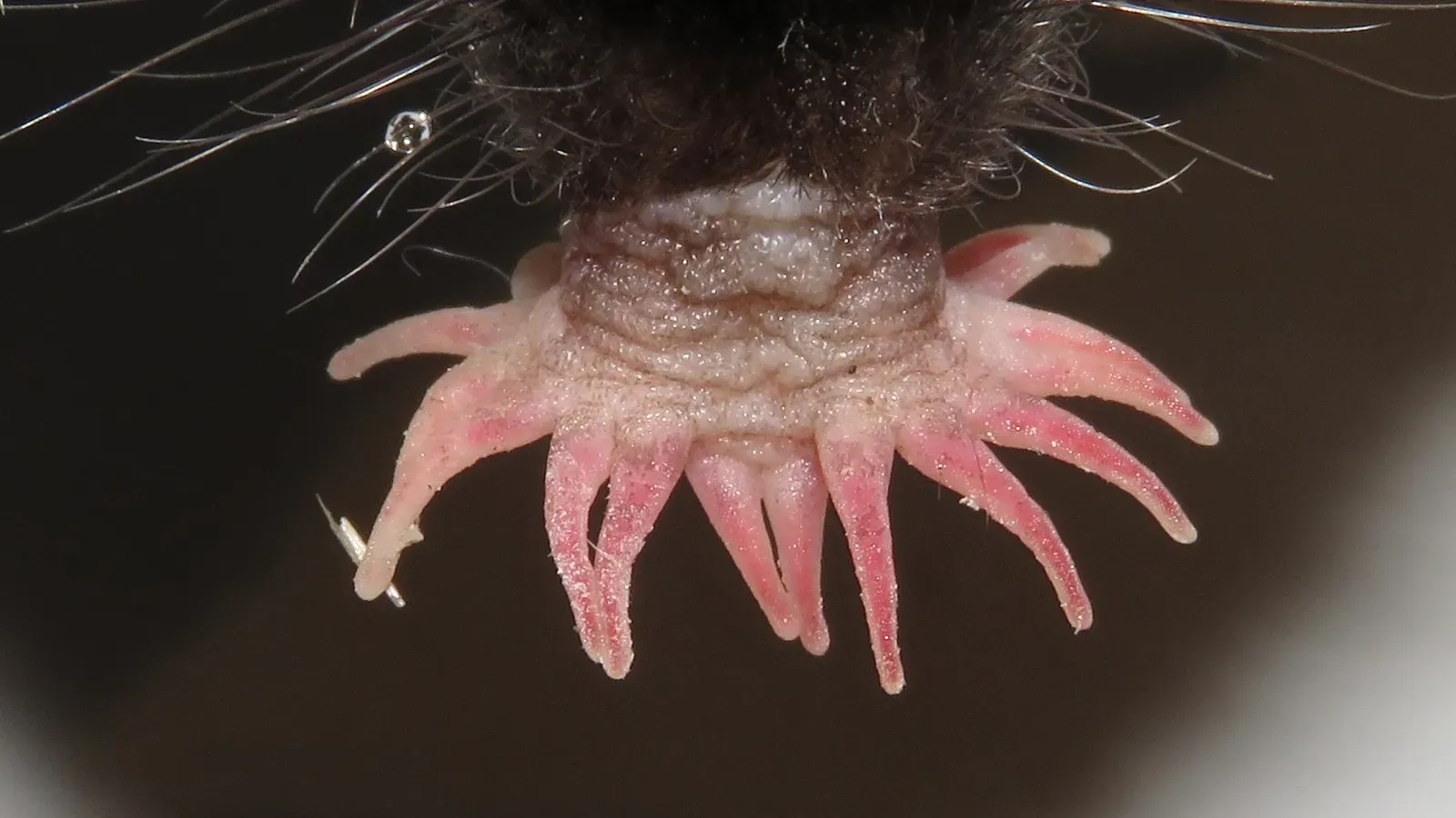 7. The Star-Nosed Mole - A Horror Show Underground (By Dan MacNeal, CC BY 4.0)