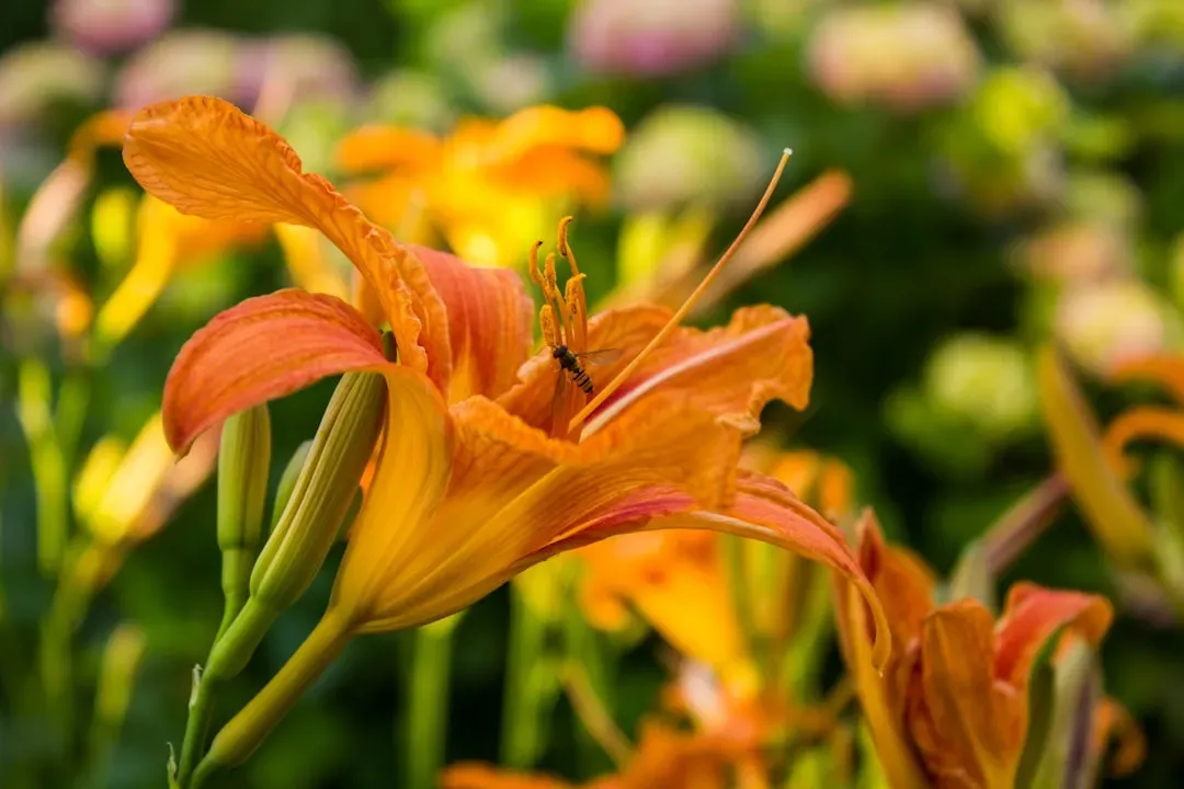 2. Daylily (Hemerocallis) (Image Credits: Unsplash)