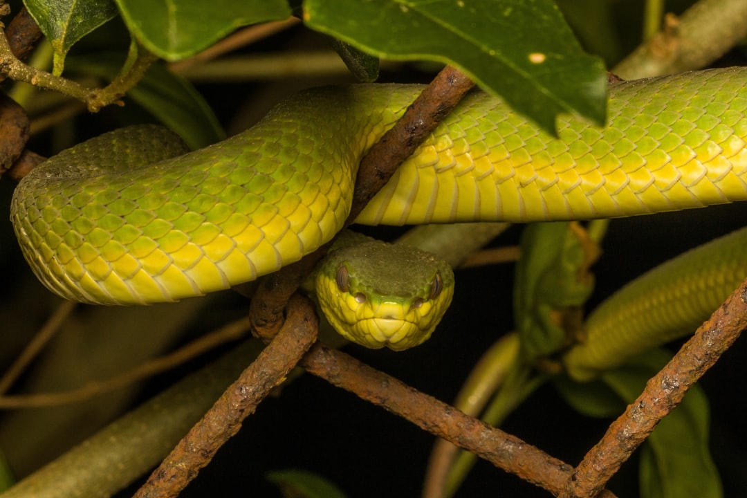 Ecuador's Compact Territory Packs Impressive Snake Diversity (image credits: unsplash)