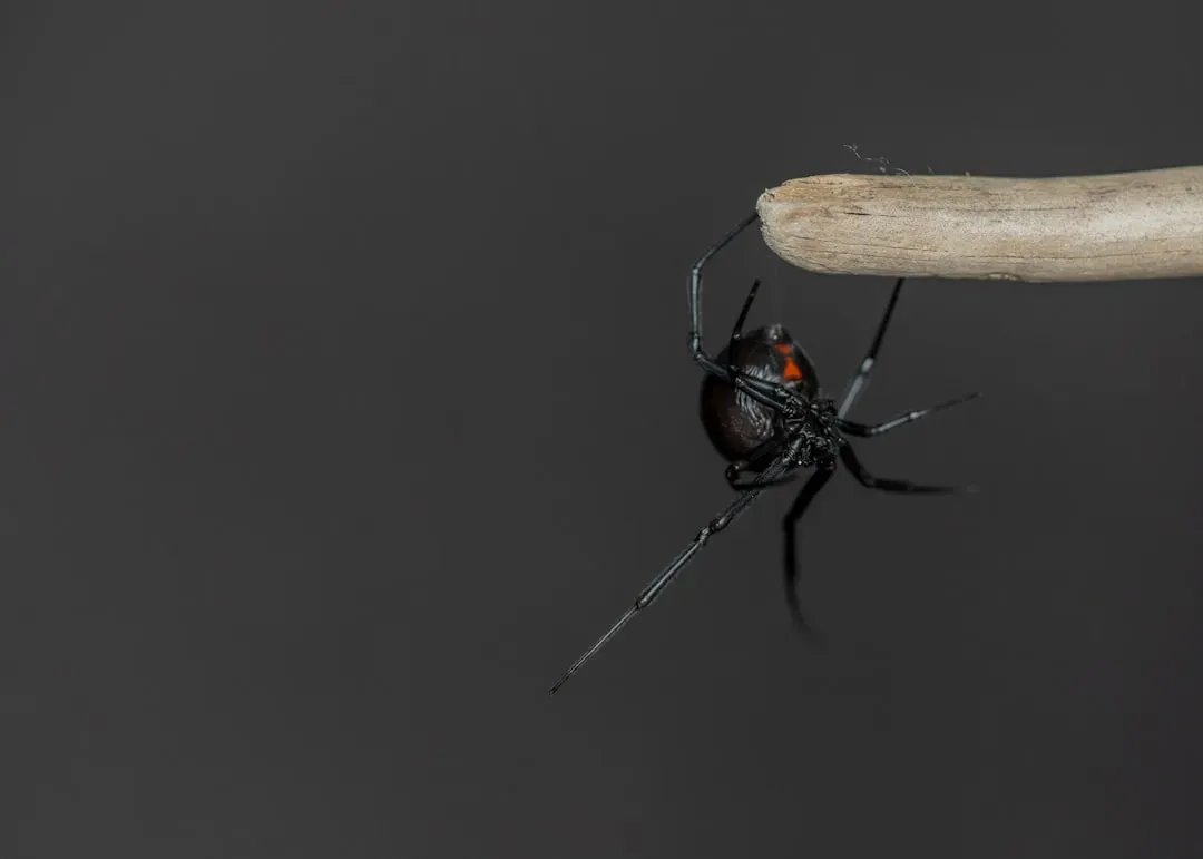 3. The Black Widow Spider - The Hourglass Under the Eave (Image Credits: Unsplash)