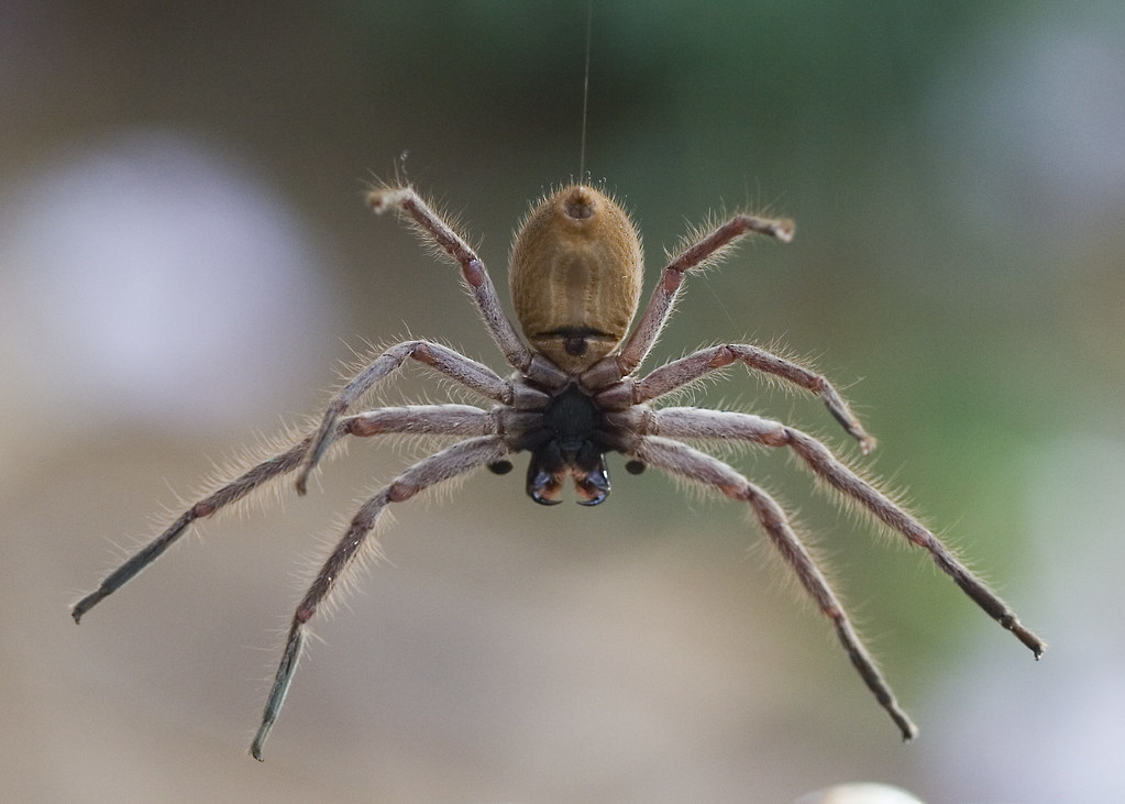 Deadly Spiders - Eight-Legged Pest Controllers (image credits: flickr)
