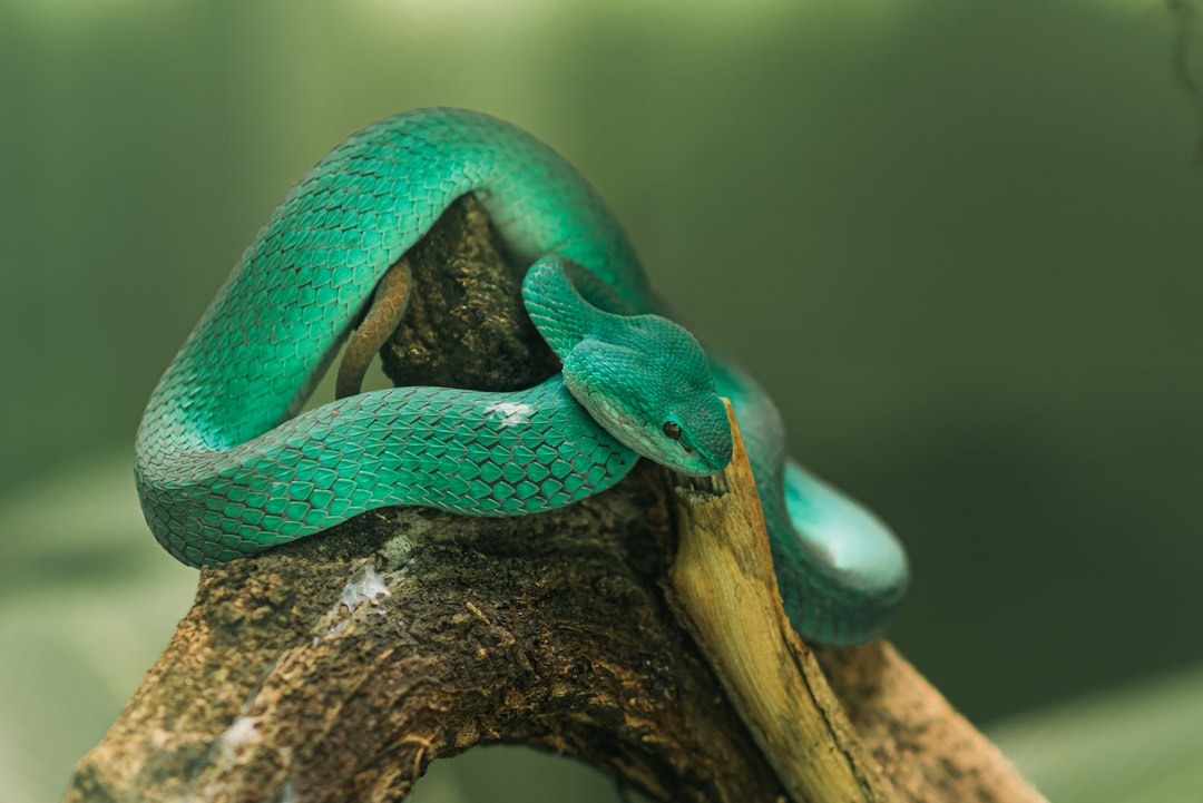 Malaysia's Island Geography Supports Rich Snake Communities (image credits: unsplash)