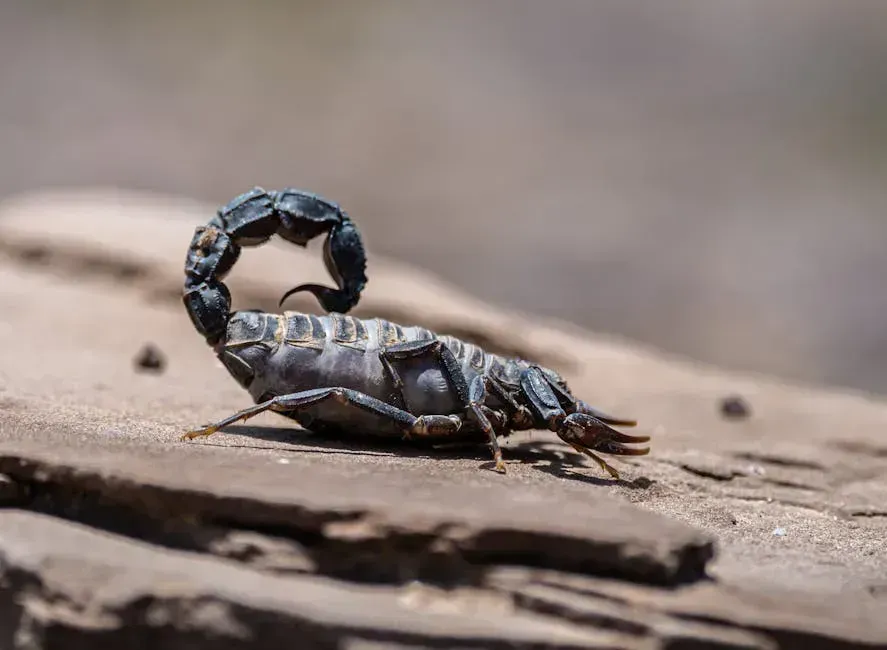 11. The Amazonian Scorpion (Image Credits: Pexels)