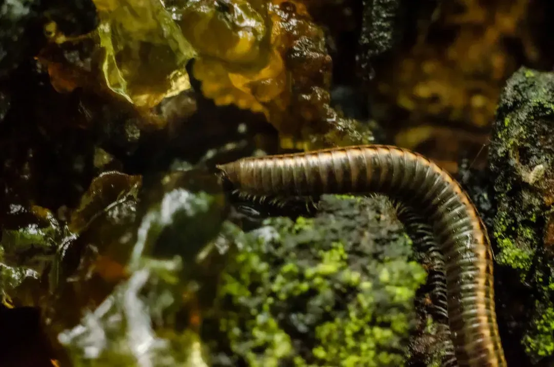 6. The Amazonian Giant Centipede (Image Credits: Unsplash)