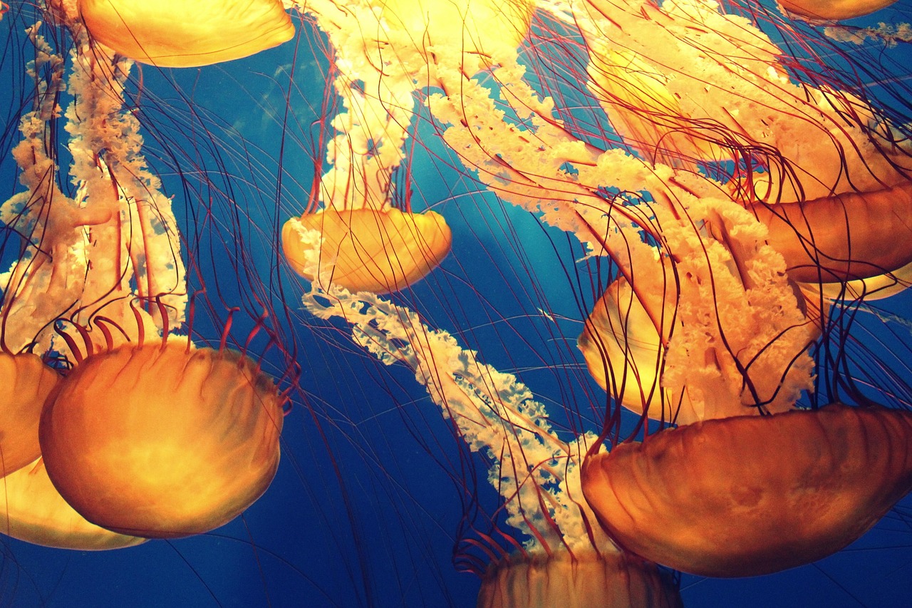 Deep Sea Phantoms (image credits: pixabay)