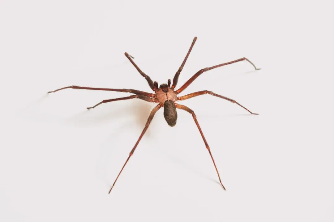 The Brown Recluse Spider - Silent, Hidden, and Surprisingly Destructive (Image Credits: Unsplash)
