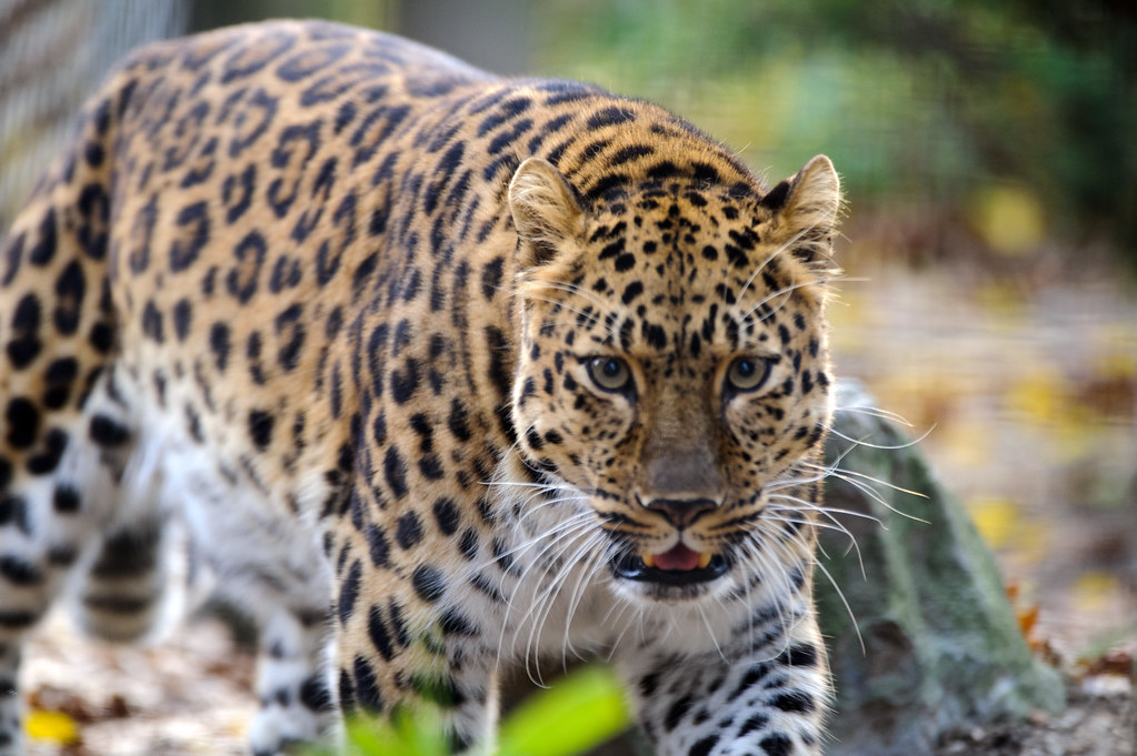 Leopards - The Stealthy Ghosts of the Wild (Image Credits: MISSING SOURCE)