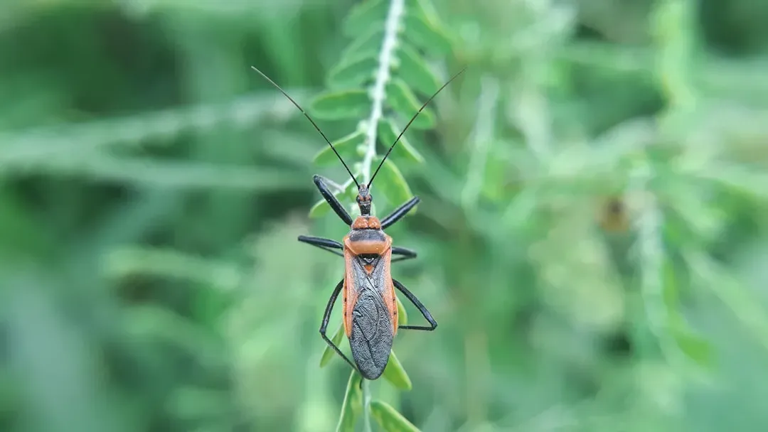 2. The Assassin Bug (Image Credits: Unsplash)