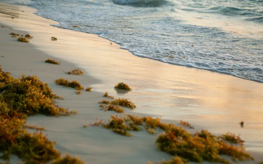 The Sargassum Problem Nobody Warned You About (Image Credits: Unsplash)