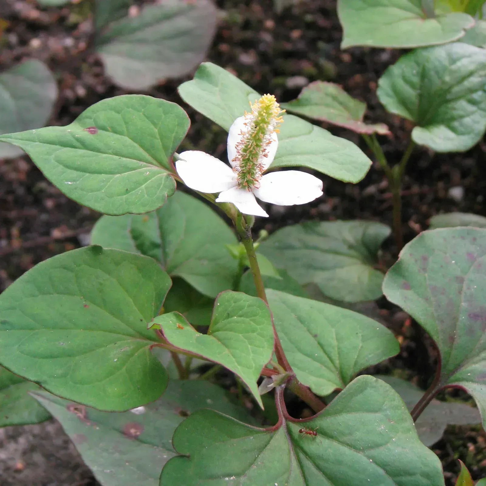8. Chameleon Plant (Houttuynia cordata) (Image Credits: By Agnieszka Kwiecień, Nova, CC BY-SA 4.0)