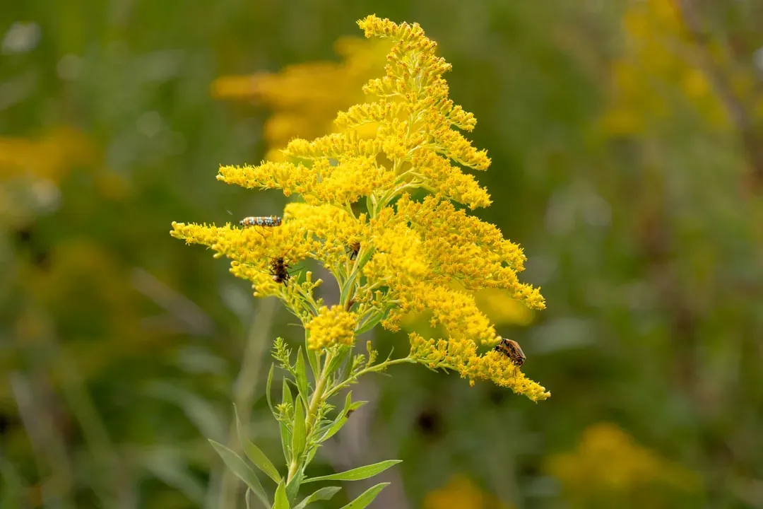 5. Goldenrod (Solidago spp.) (Image Credits: Unsplash)