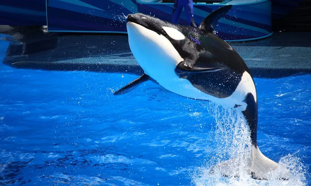 10. The Orca (Killer Whale) (Thanks for over 2 million views!!, Flickr, CC BY 2.0)