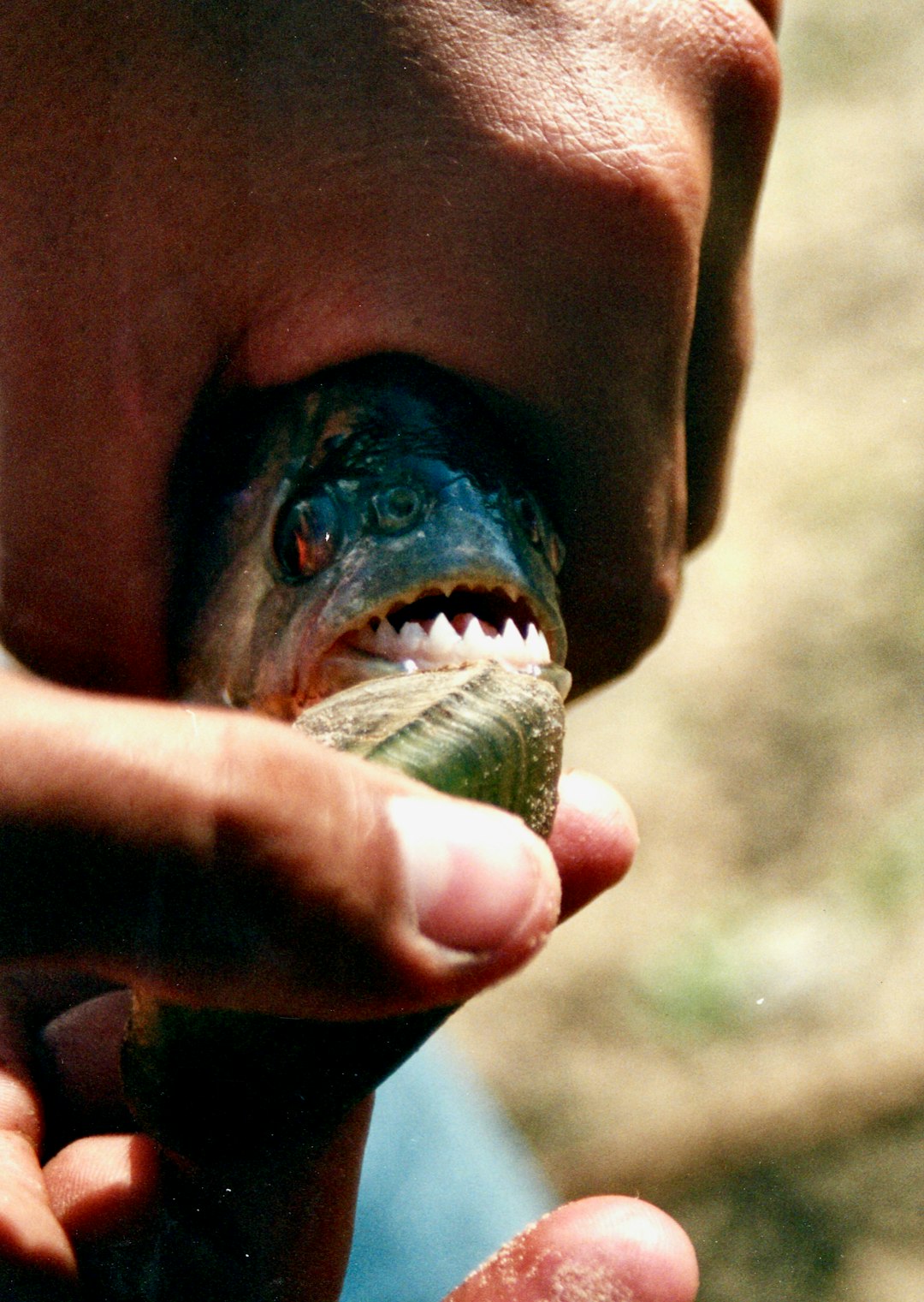 Piranha Feeding Frenzies - River Gardeners With Sharp Teeth (image credits: unsplash)