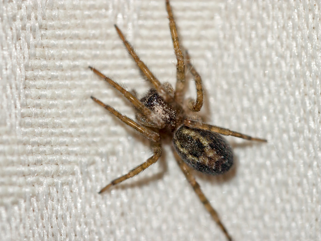 Arachnophobia - Eight Legs of Misunderstood Menace (image credits: flickr)