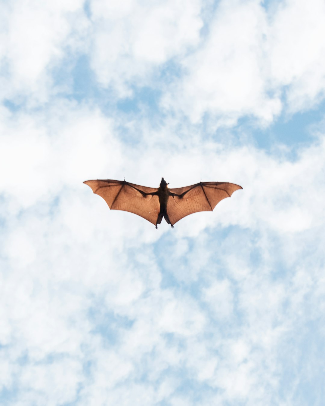 Bats: Flying Mammals With an Undeserved Bad Reputation (image credits: unsplash)