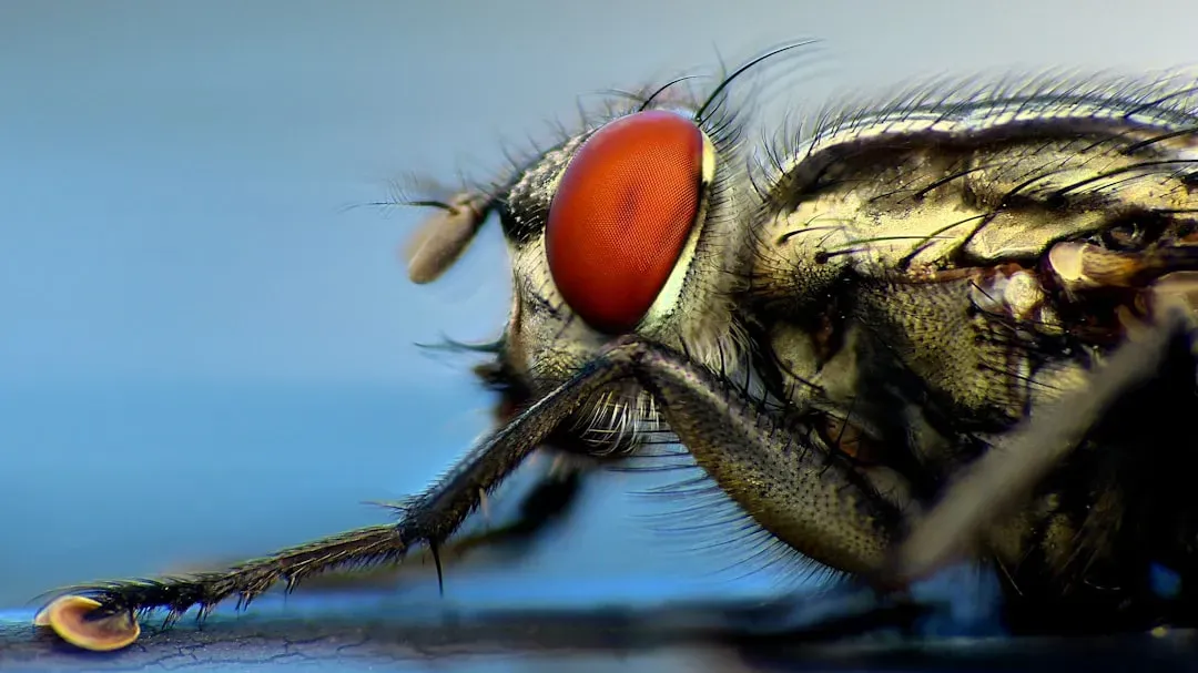 10. The Human Botfly - The One That Gets Under Your Skin (Image Credits: Unsplash)