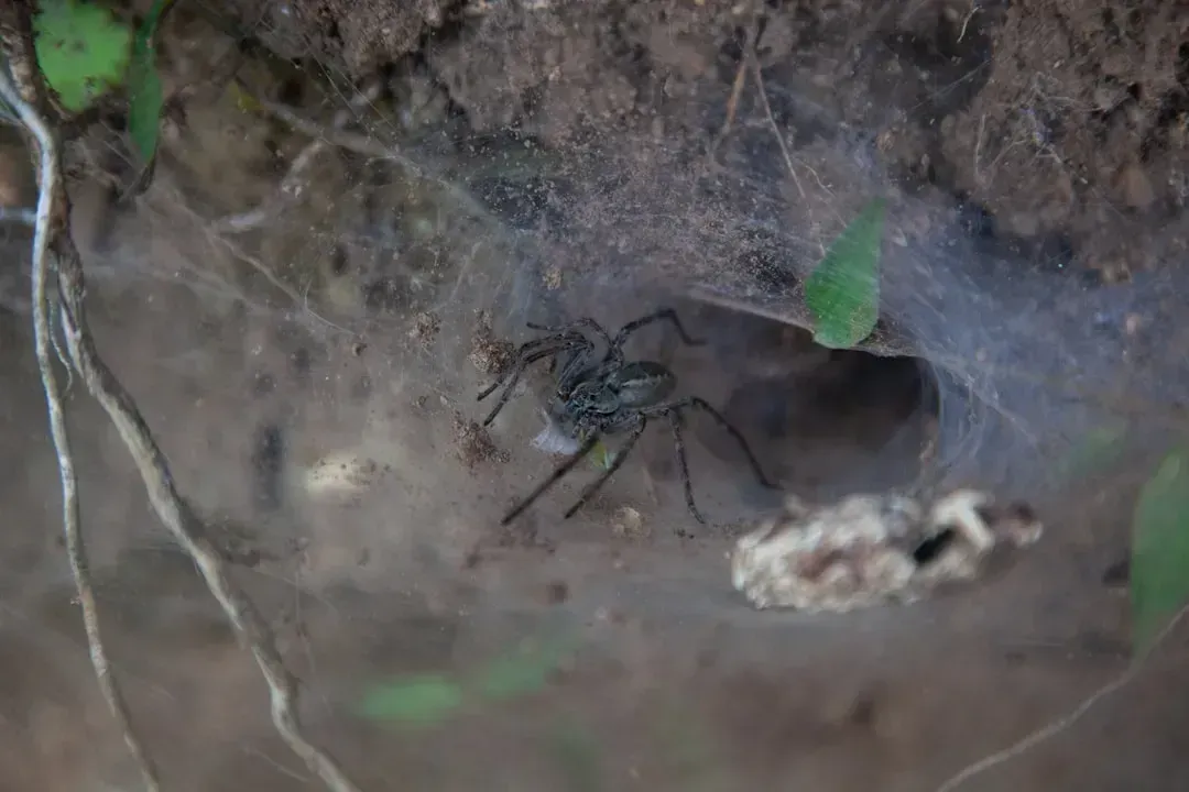5. The Brazilian Wandering Spider (Image Credits: Unsplash)
