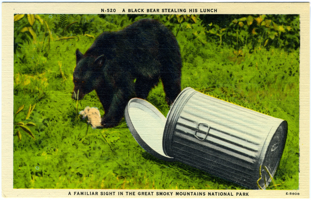 Bears Choose Garbage Over Confrontation (image credits: flickr)