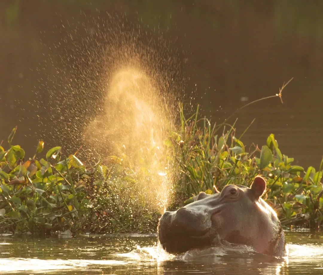 The Hippopotamus: Africa's Most Deceptively Deadly Animal (Image Credits: Unsplash)