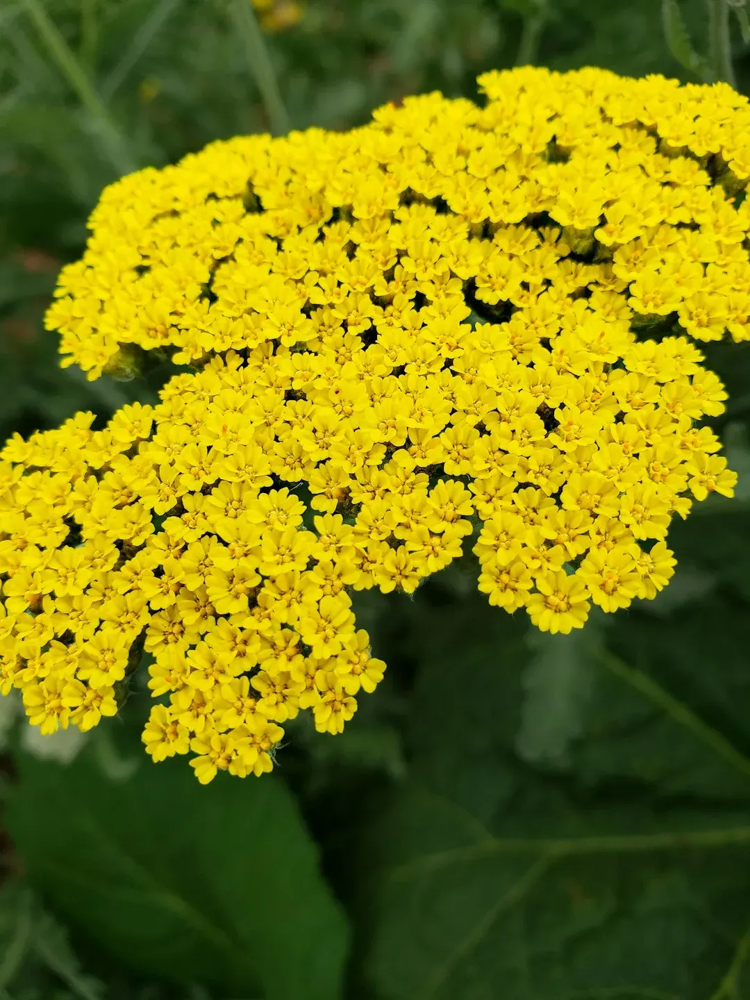 7. Yarrow (Achillea) (Image Credits: Unsplash)