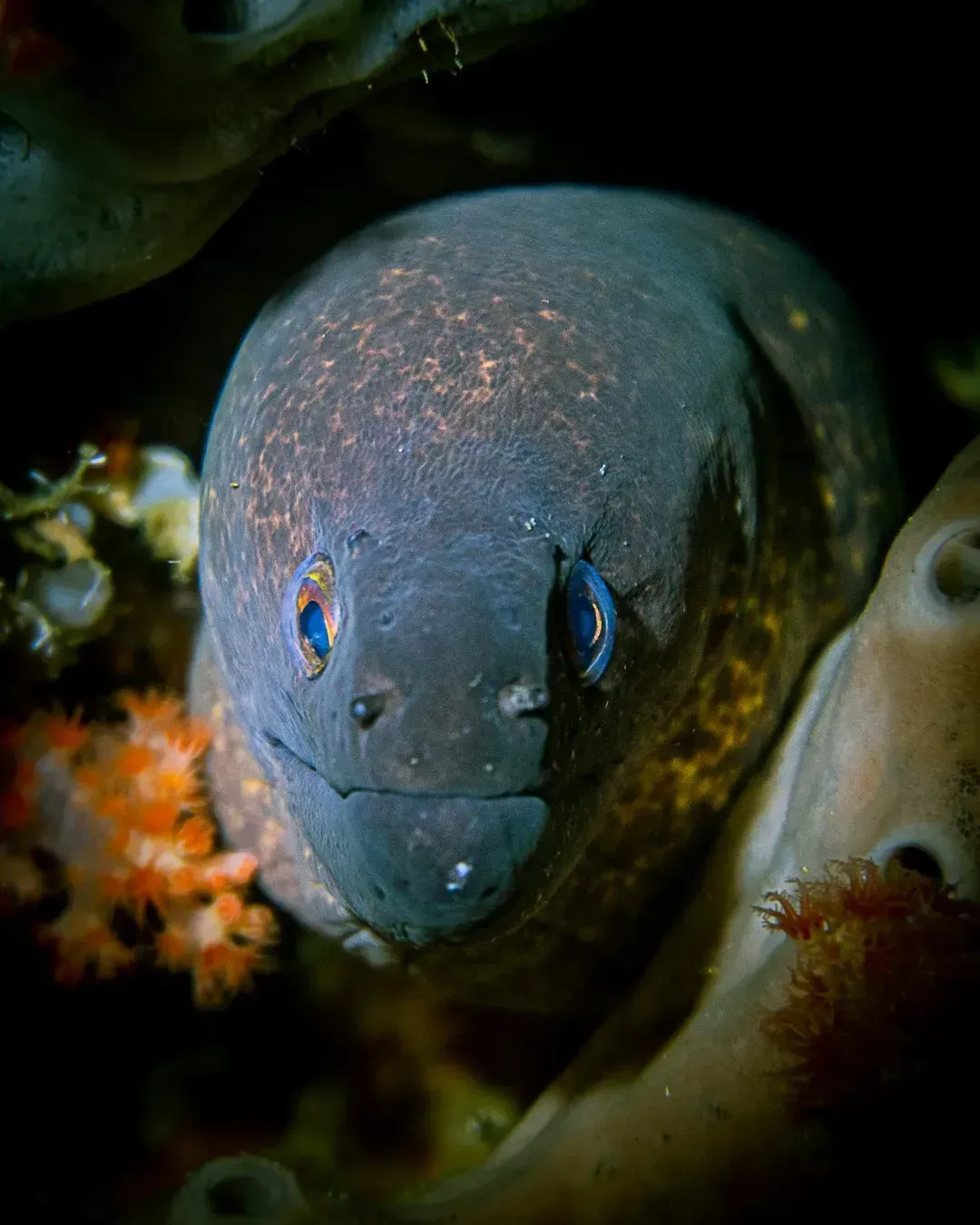 3. The Electric Eel (Image Credits: Unsplash)