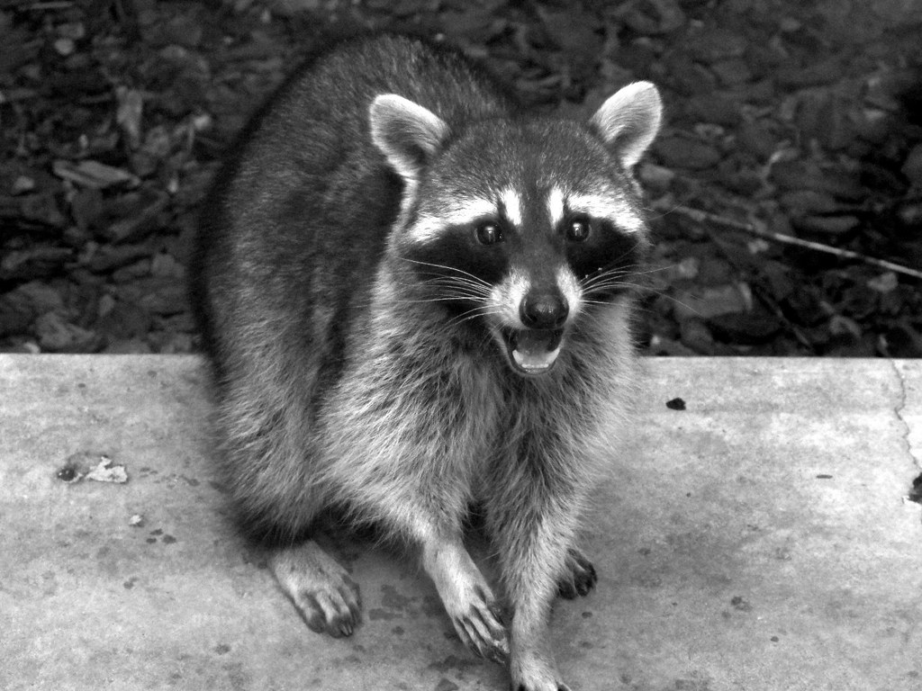 Raccoon Bandits - Intelligent Urban Adapters (image credits: flickr)