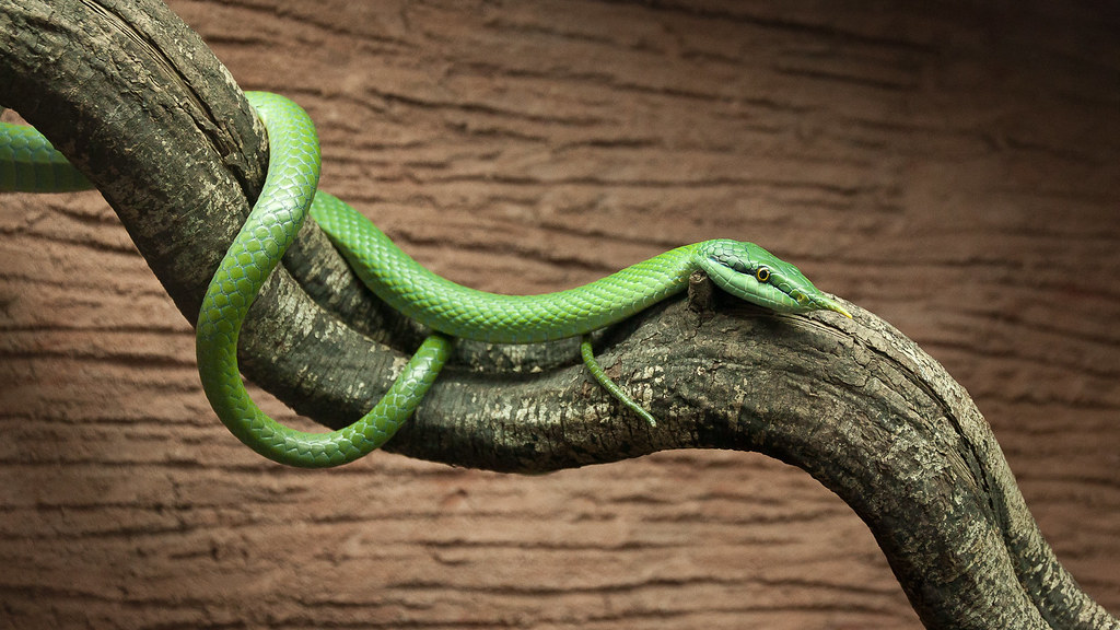 China's Vast Territory Accommodates 246 Snake Species (image credits: flickr)