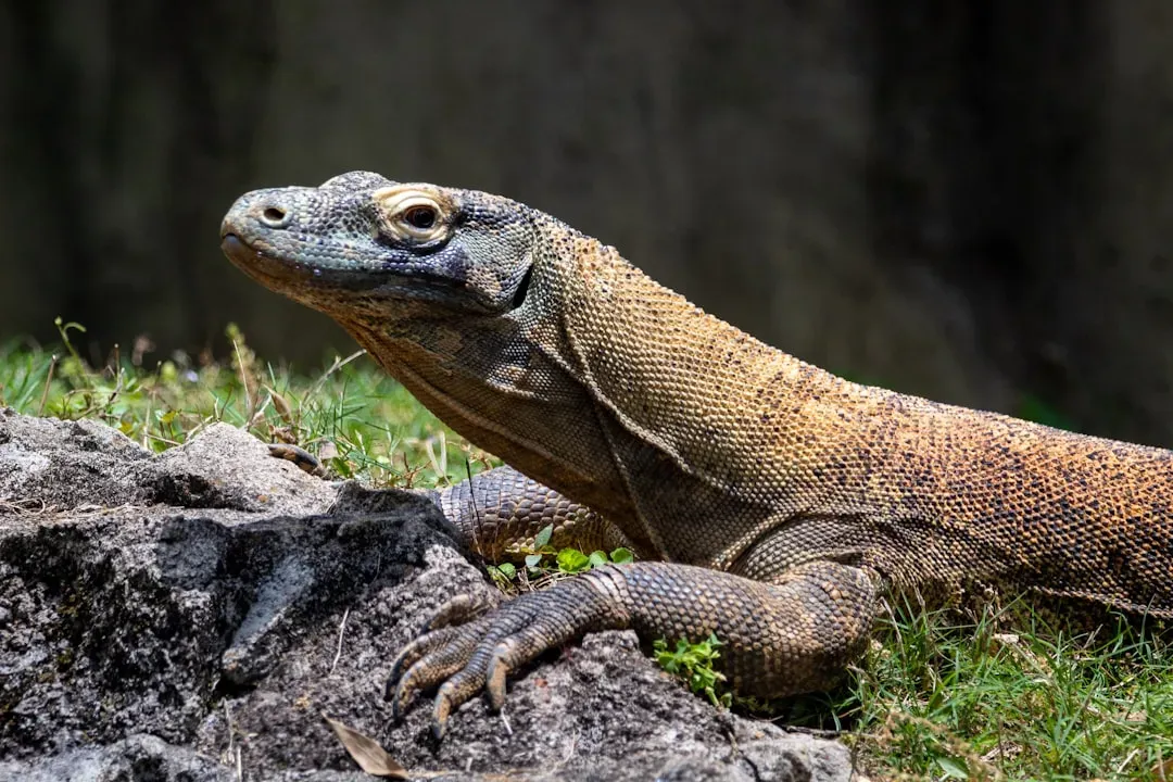 7. The Komodo Dragon (Image Credits: Unsplash)
